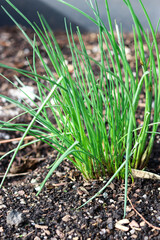 Close up of homegrown young green chive onion growing in the garden