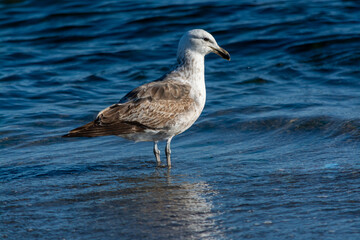 Gaviota Dominicana juvenil (Larus dominicanus).