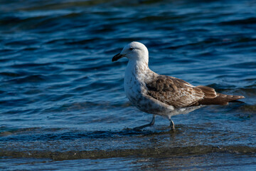 Fototapeta premium Gaviota Dominicana juvenil (Larus dominicanus).