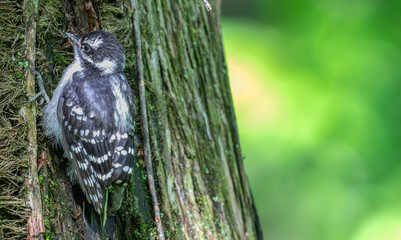 Closeup of a downy woodpecker