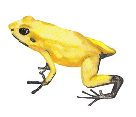 Panamian Golden Frog Yellow Hand painted animal illustration Png clipart with transparent background Nursery educational wild life Original handdrawn design