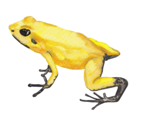 Panamian Golden Frog Yellow Hand painted animal illustration Png clipart with transparent background Nursery educational wild life Original handdrawn design