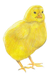 Yellow chick cute little bird Hand painted animal illustration Png clipart with transparent background Nursery educational wild life Original handdrawn design
