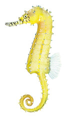 Yellow seahorse Hand painted animal illustration Png clipart with transparent background Nursery educational wild life Original handdrawn design © Liudmila