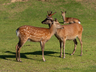 仲良く佇む奈良公園の鹿