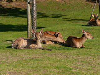 食後に休む奈良公園の鹿