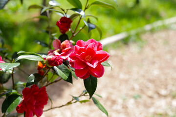 Beautiful camellia flower on tree. The Expo 70 Commemorative Park, Osaka, Japan