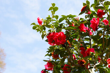 Obraz premium Beautiful camellia flower on tree. The Expo 70 Commemorative Park, Osaka, Japan