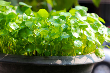 Centella asiatica (gotu kola). Fresh green leaves herb background.