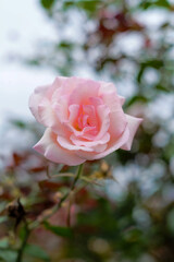 Delicate pink roses in bloom on summer branches in garden, with natural blur background, nature background, stock photo.