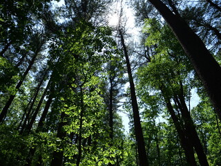 Sunshine Through Trees