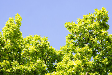 fresh green leaves on tree branch