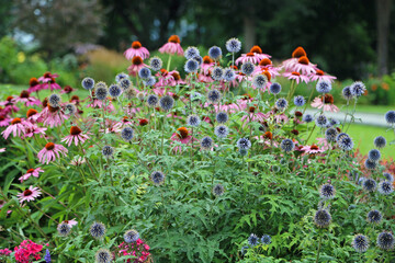 Coneflowers and blue thistle - park in Quebec City, Canada