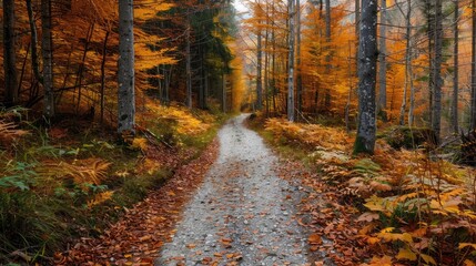 Obraz premium A trail leading through an autumn forest, representing the exploration and discovery in freedom