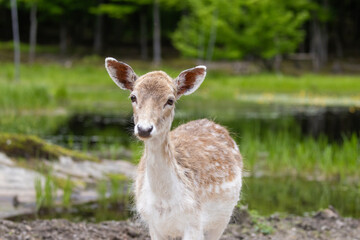 European fallow deer (Dama dama)