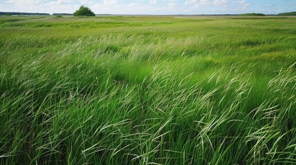 An open field with tall grass, symbolizing the natural and unrestrained essence of freedom