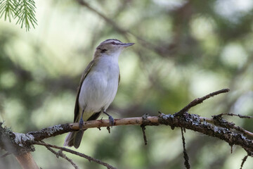 Red-eyed vireo (Vireo olivaceus) in summer