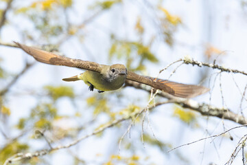 Great crested flycatcher in flight