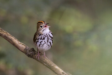 Male ovenbird (Seiurus aurocapilla) singing