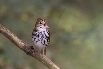 Male ovenbird (Seiurus aurocapilla) singing