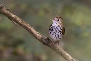 Male ovenbird (Seiurus aurocapilla) singing