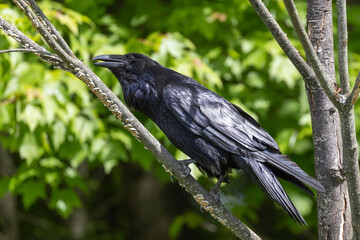 common raven (Corvus corax) in summer