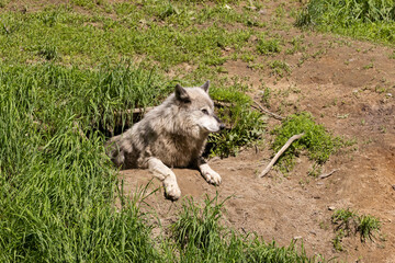 Female northwestern wolf (Canis lupus occidentalis), also known as the Mackenzie Valley wolf, Alaskan timber wolf, or Canadian timber wolf at den