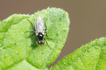 Macro shot of Adia cinerella fly in summer