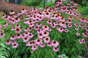 Bush of coneflowers - Echinacea - park in Quebec City, Canada