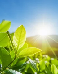 Fotobehang Slaapkamer Beautiful defocused spring summer natural background with fresh lush foliage and bokeh in nature. beautiful sun and blue sky   © anandart