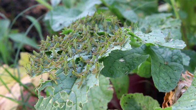 Grasshoppers Nymphs Swarming in a Garden