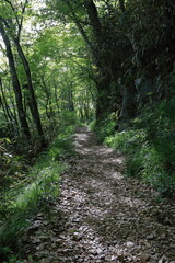 森林セラピーロード 敷き詰められたヒノキのチップ　初夏　（四国カルスト　天狗高原）