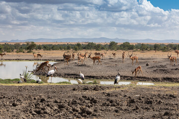 Multiple Species at the Waterhole in Ol Pejeta Conservancy, Nanyuki, Kenya, Africa