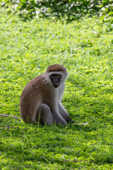 Vervet Monkey Sitting in Lush Green Grass, Amboseli National Park, Kenya, Africa 