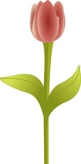 Illustration of red tulip with green leaves. 