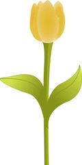 Yellow tulip cartoon. Illustration of flowers with green leaves