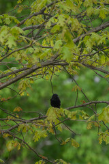Cowbird Perched in Tree, Framed by Bright Green Leaves, Dark Plumage Stands Out