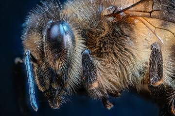 Close-up of a bee, showing detailed features such as the bee's hairy thorax, delicate wings and head with antennae. Insect that plays a crucial role in pollination and the ecosystem