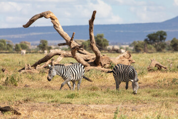 Two Plains Zebras Graving in Front of a Fallen Tree Stump in Amboseli National Park, Kenya, Africa