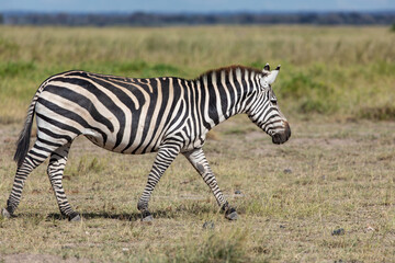 One Plains Zebra Striding Across a Grassy Field in Amboseli National Park, Kenya, Africa