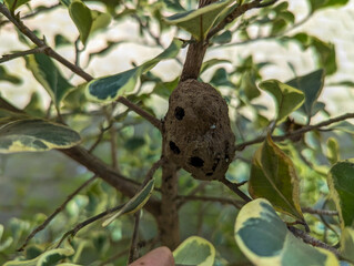 Termite nest on a tree in the park, wildlife, wild animal, stock photo.