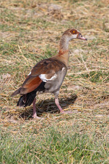 A Lone Solitary Egyptian Goose Walking Across a Grassy Field in Amboseli National Park, Kenya, Africa