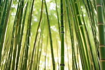 Bamboo forest, sunlight, zen atmosphere, minimalistic design, space for text, Japanese style, nature background, serene vibes, tranquil scene, peace