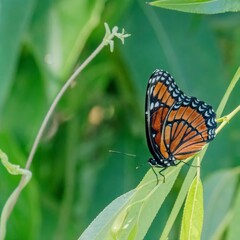 Viceroy Butterfly resting on a blade of grass