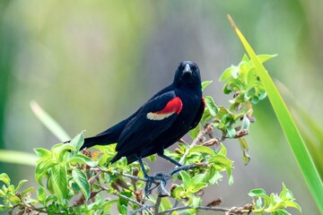 red winged blackbird perched on a shrub