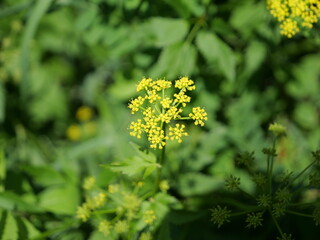 close up of a flower