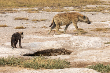 Fototapeta premium Female Hyena and Cub Near the Den in a Dry, Dusty Field in Amboseli National Park, Kenya, Africa