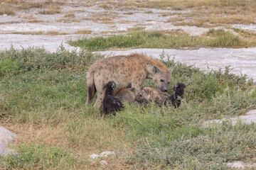 Female Spotted Hyenas and Cubs in Grass Near Their Den at Amboseli National Park, Kenya, Africa 