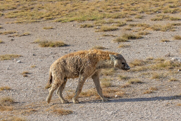 Female Spotted Hyena Walking Across Dry Scrubby Grass in Amboseli National Park, Kenya, Africa