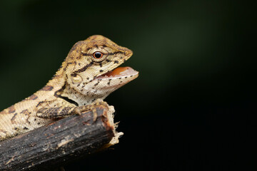 Fototapeta premium chameleon